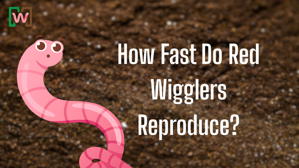 How Fast Do Red Wigglers Reproduce?