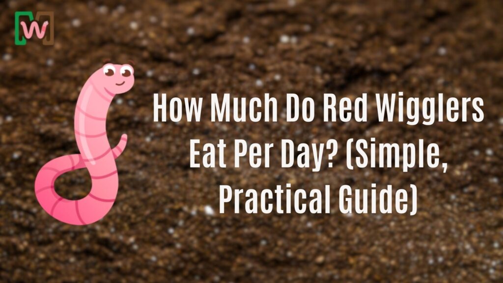 How Much Do Red Wigglers Eat Per Day? (Simple, Practical Guide)