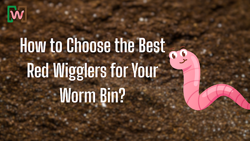 How to Choose the Best Red Wigglers (Eisenia fetida) for Your Worm Bin