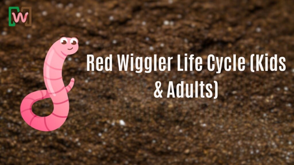 Red Wiggler Life Cycle (Kids & Adults)