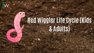 Red Wiggler Life Cycle (Kids & Adults)