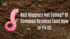 Red Wigglers Not Eating? 10 Common Reasons (and How to Fix It)