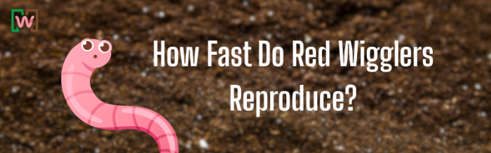 How Fast Do Red Wigglers Reproduce?