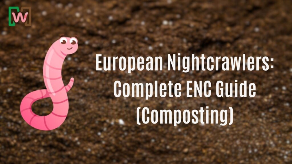 FEuropean Nightcrawlers: Complete ENC Guide (Composting)