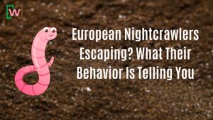 European Nightcrawlers Escaping? What Their Behavior Is Telling You