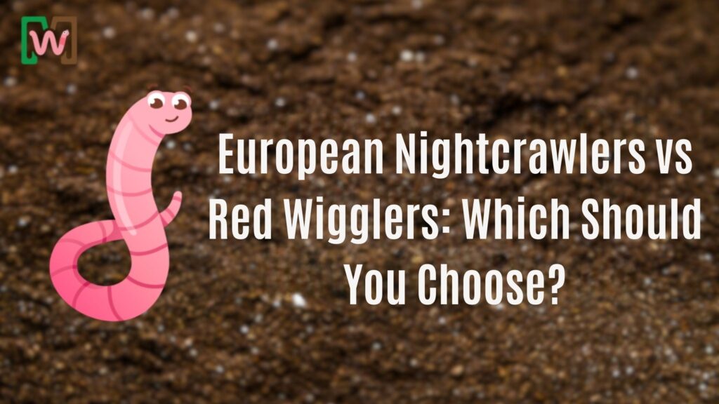 European Nightcrawlers vs Red Wigglers: Which Should You Choose?