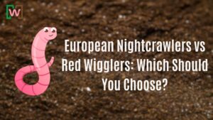 European Nightcrawlers vs Red Wigglers: Which Should You Choose?