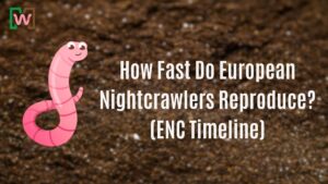 How Fast Do European Nightcrawlers Reproduce? (ENC Timeline)