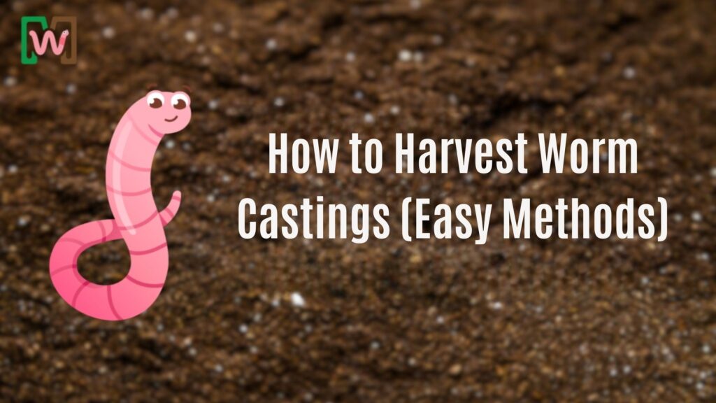 How to Harvest Worm Castings (Easy Methods)