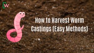 How to Harvest Worm Castings (Easy Methods)