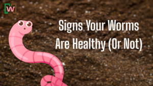 Signs Your Worms Are Healthy (Or Not)