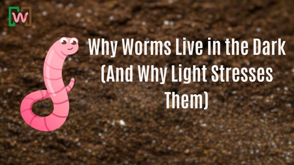 Why Worms Live in the Dark (And Why Light Stresses Them)