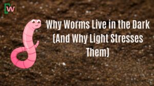Why Worms Live in the Dark (And Why Light Stresses Them)