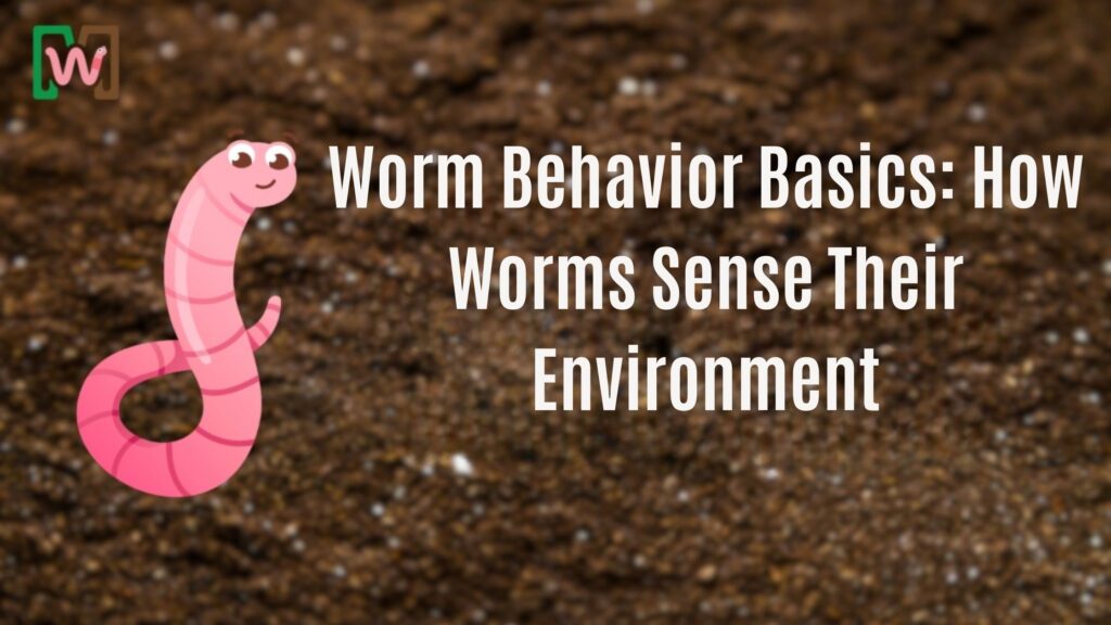 Worm Behavior Basics How Worms Sense Their Environment