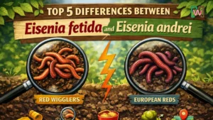 Top 5 Differences Between Eisenia fetida and Eisenia andrei